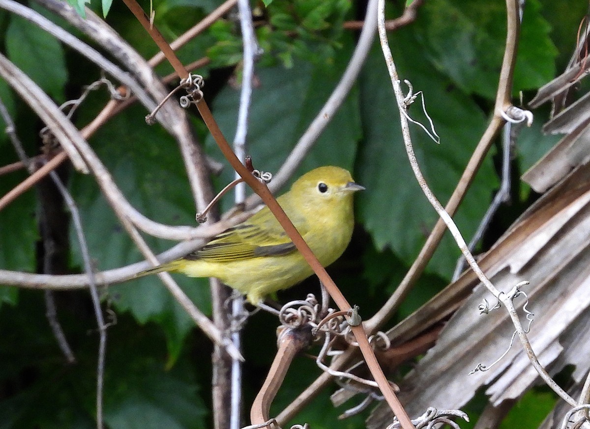 Yellow Warbler - ML623799756