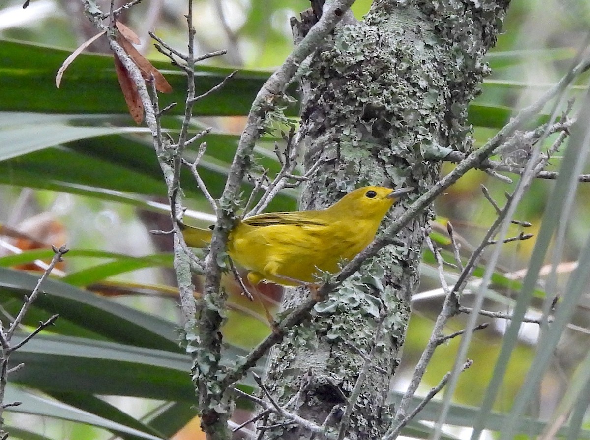 Yellow Warbler - ML623799758