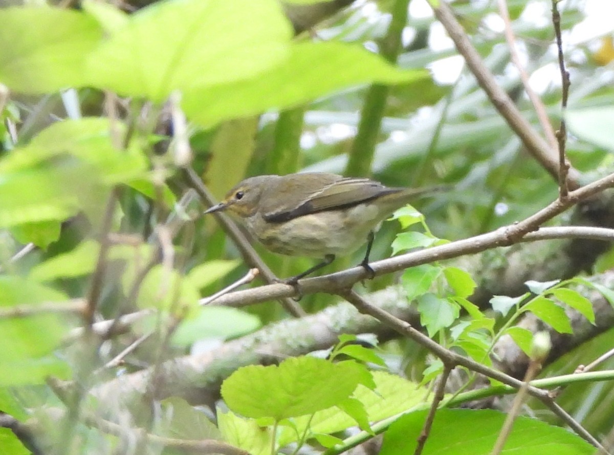 Cape May Warbler - ML623799760