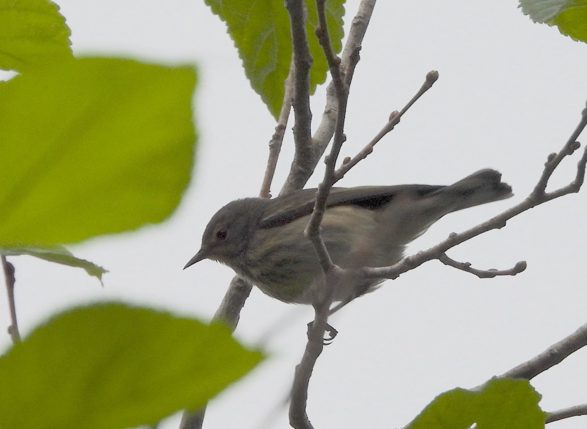 Cape May Warbler - ML623799761