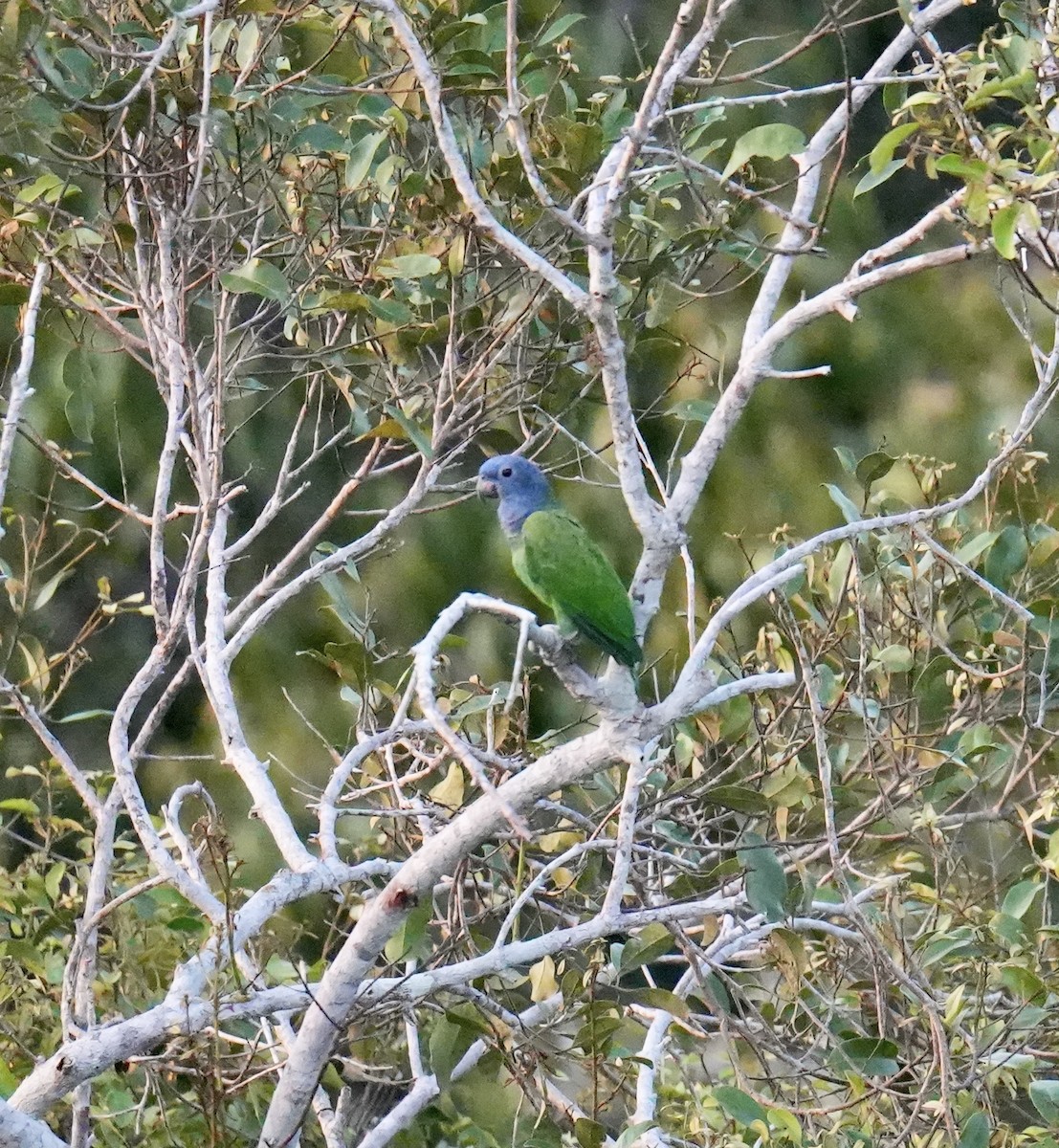 Loro Cabeciazul - ML623799768