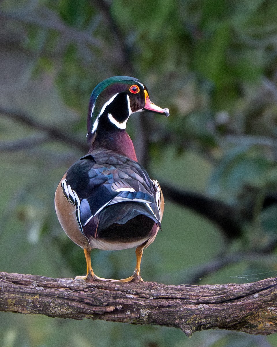 Wood Duck - ML623799770