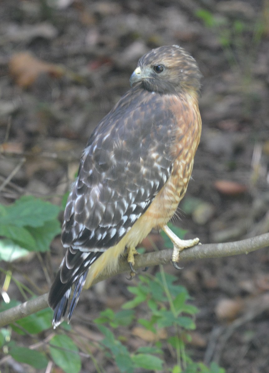 Red-shouldered Hawk (lineatus Group) - ML623799793