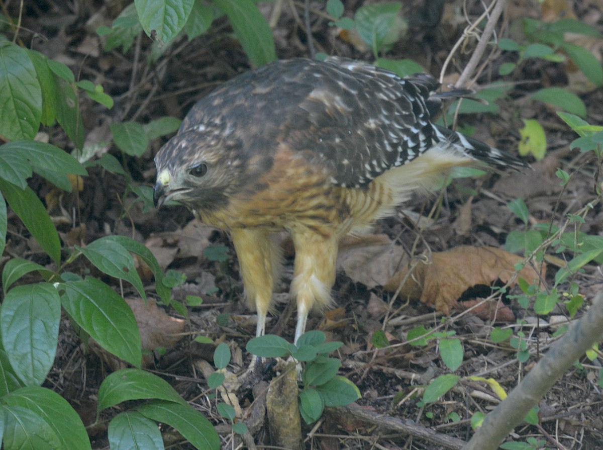 Red-shouldered Hawk (lineatus Group) - ML623799794