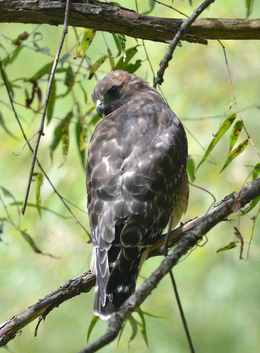 Red-shouldered Hawk (lineatus Group) - ML623799795