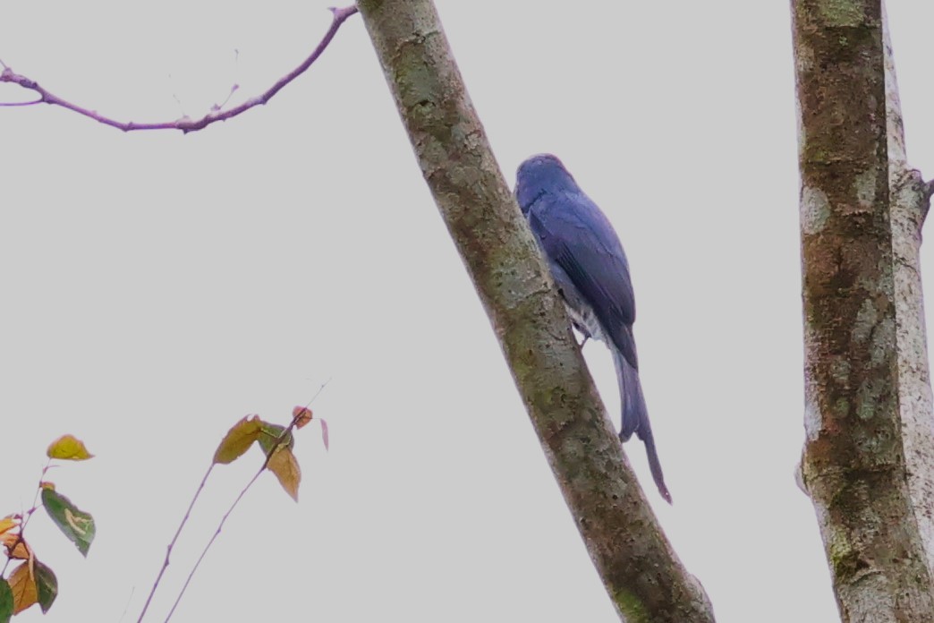 Drongo cendré (groupe periophthalmicus) - ML623799800