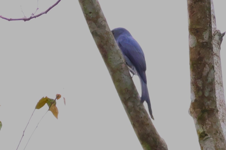 Drongo cendré (groupe periophthalmicus) - ML623799801