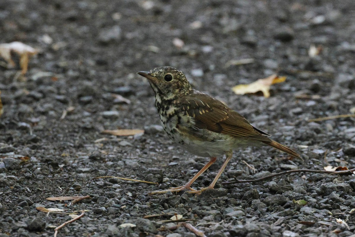 Hermit Thrush - Jean Carpentier