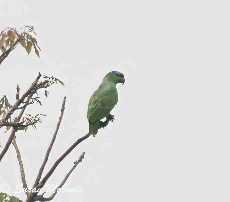 Festive Parrot - Susan Mac