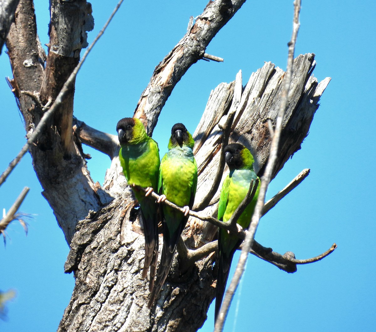 Nanday Parakeet - ML623799875