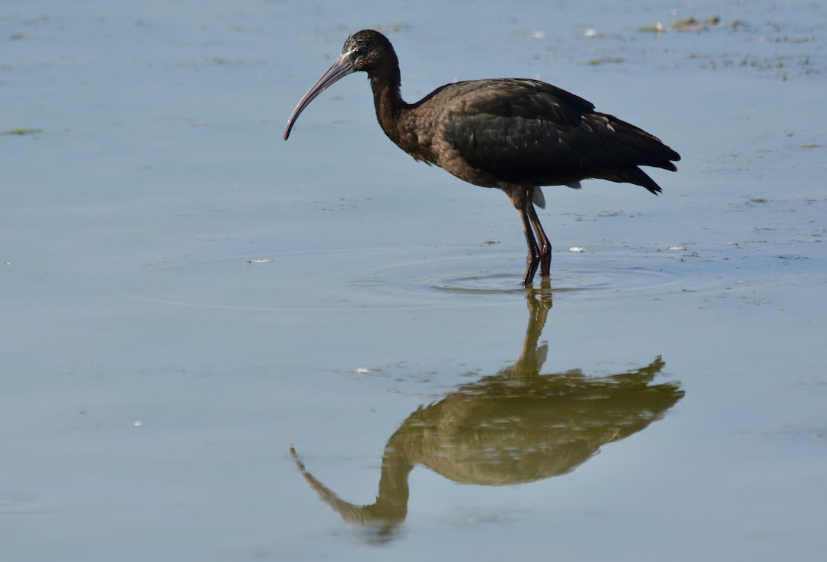 Glossy Ibis - Anonymous