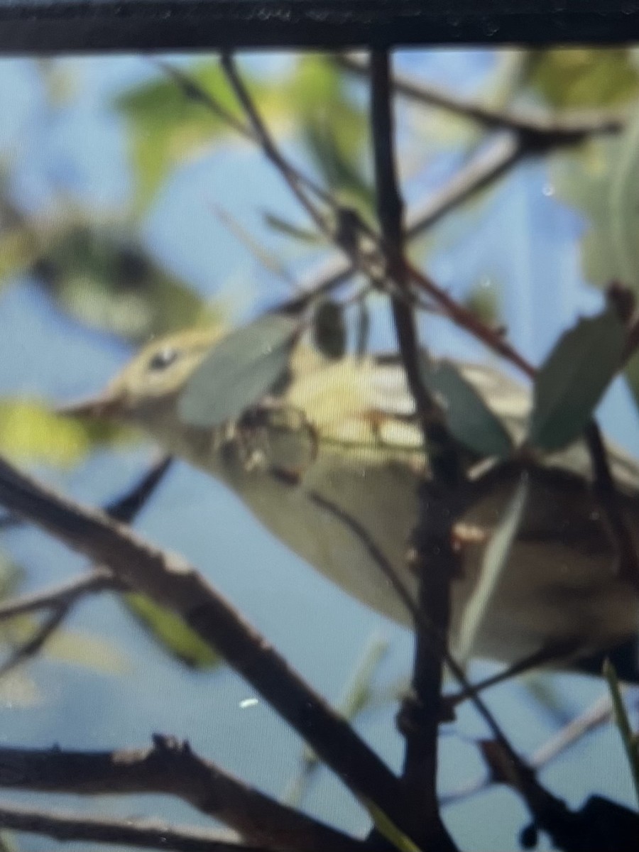 Blackpoll Warbler - ML623799894