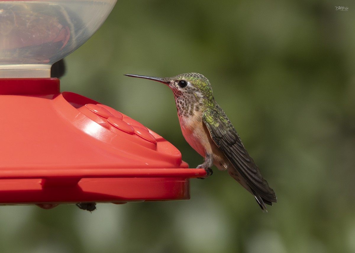 Calliope Hummingbird - ML623799900