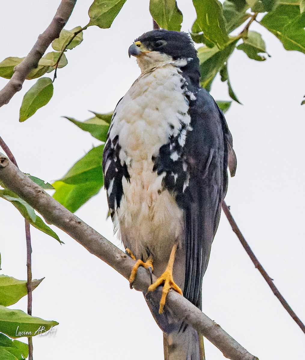 Black Goshawk - ML623799931