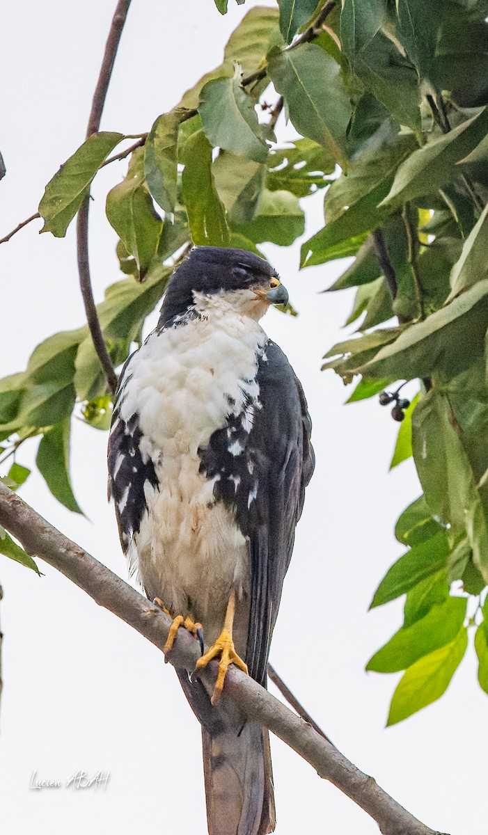 Black Goshawk - ML623799932