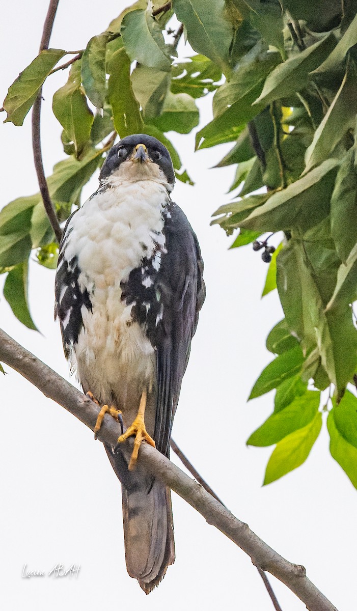 Black Goshawk - ML623799934