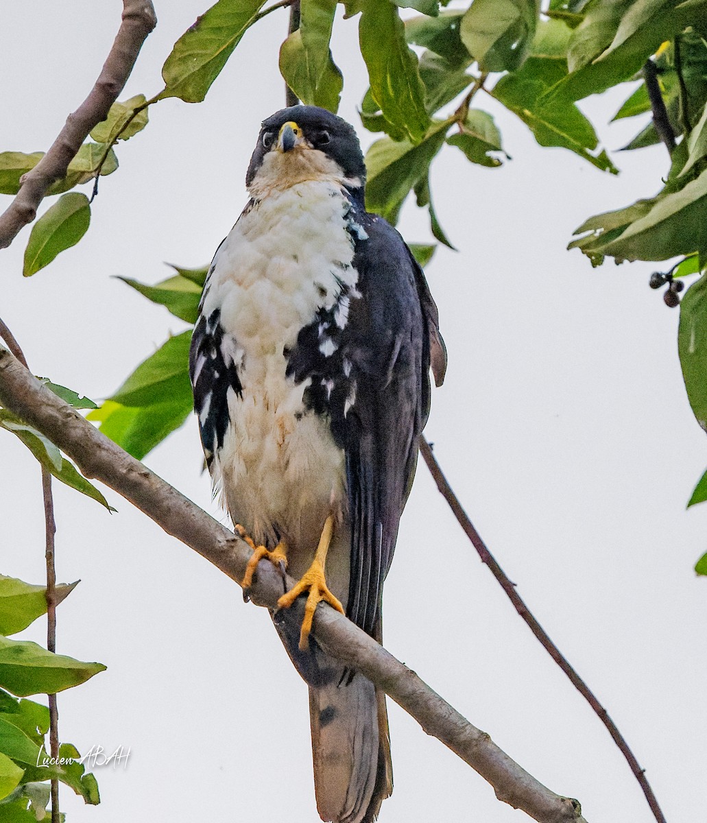 Black Goshawk - lucien ABAH