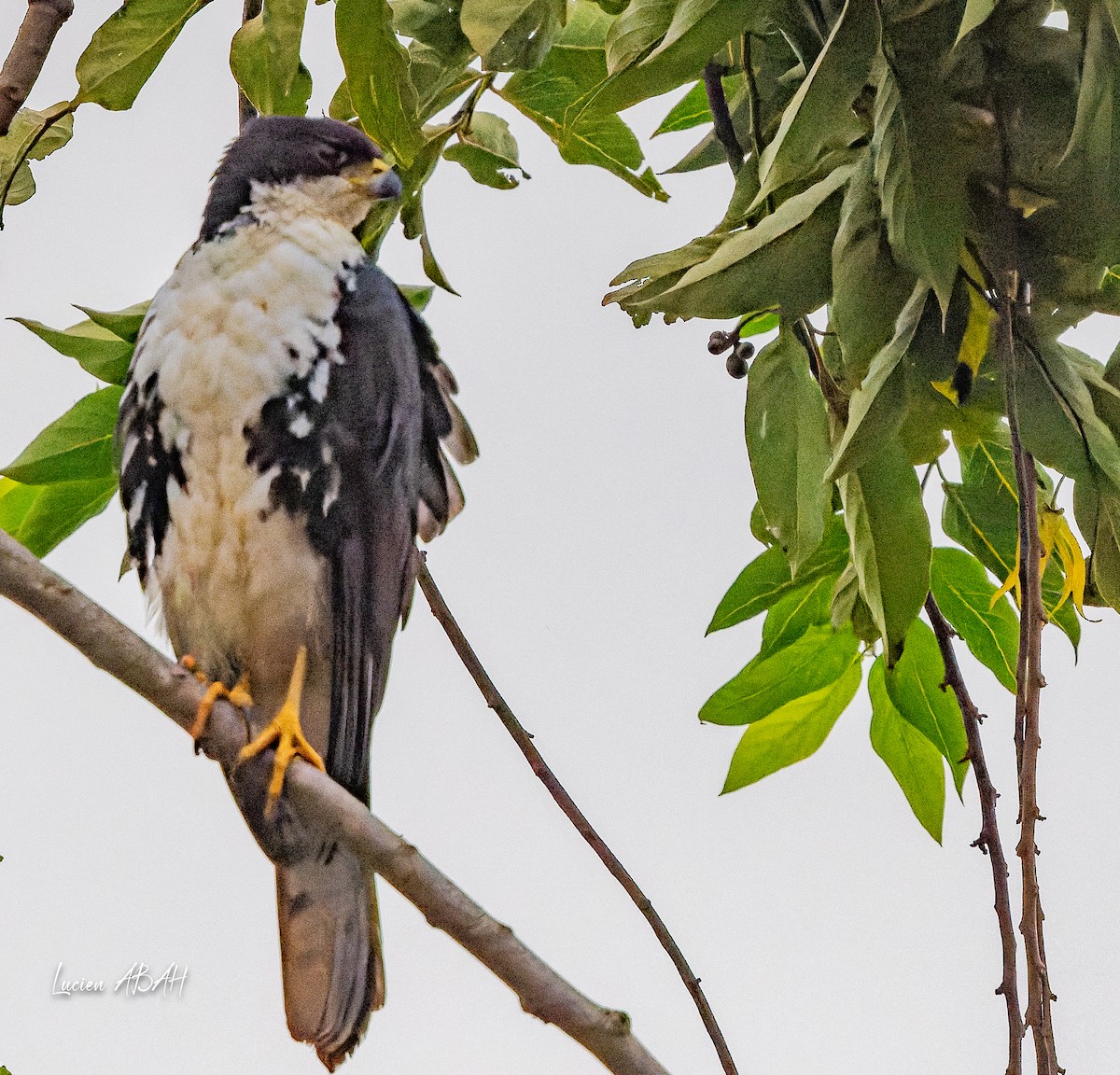 Black Goshawk - ML623799945