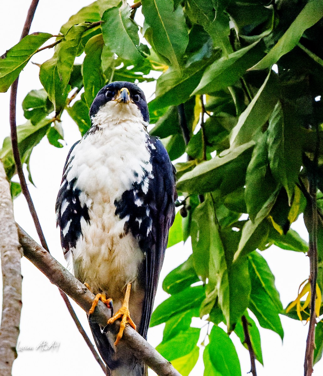 Black Goshawk - ML623799948