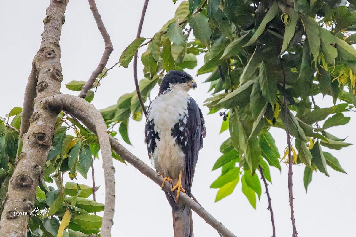 Black Goshawk - ML623799949