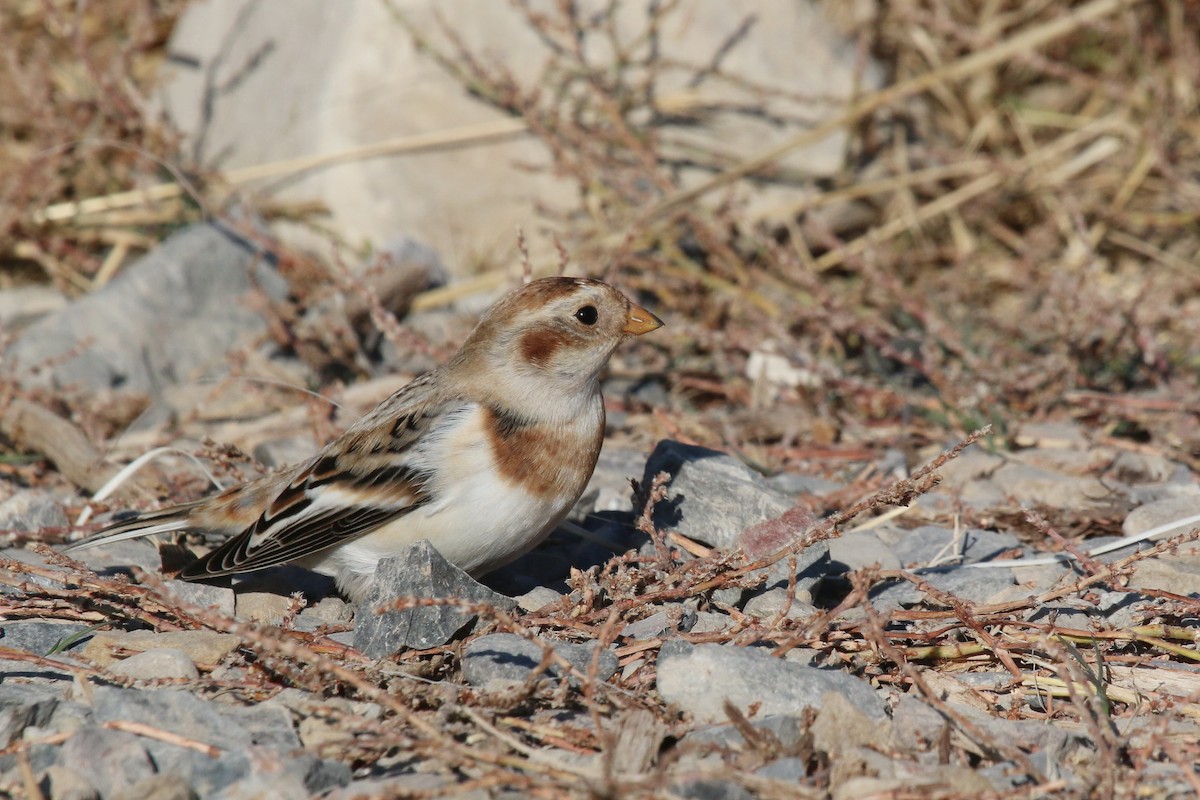 Snow Bunting - ML623799965