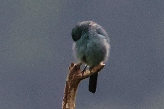 Verditer Flycatcher - ML623799982