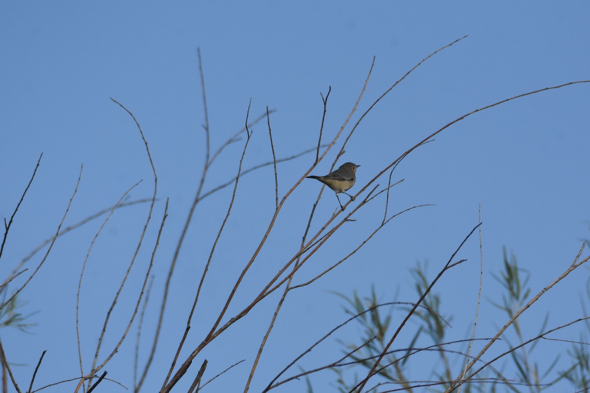 Lucy's Warbler - ML623799991