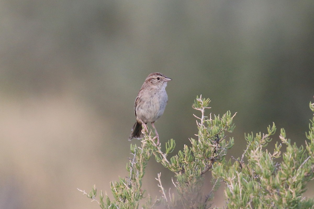 Cassin's Sparrow - Bryan Shirley