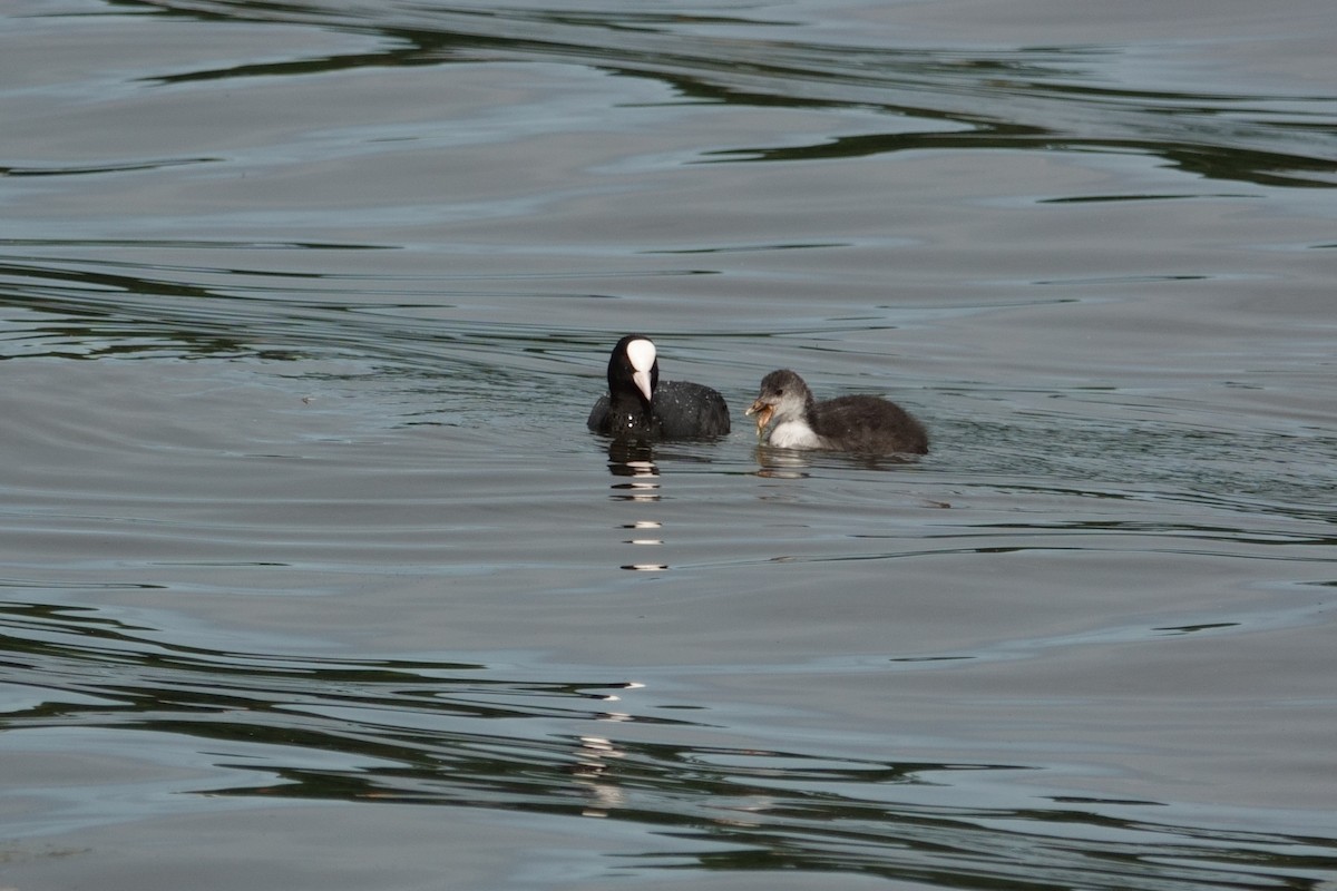 Eurasian Coot - ML623800042