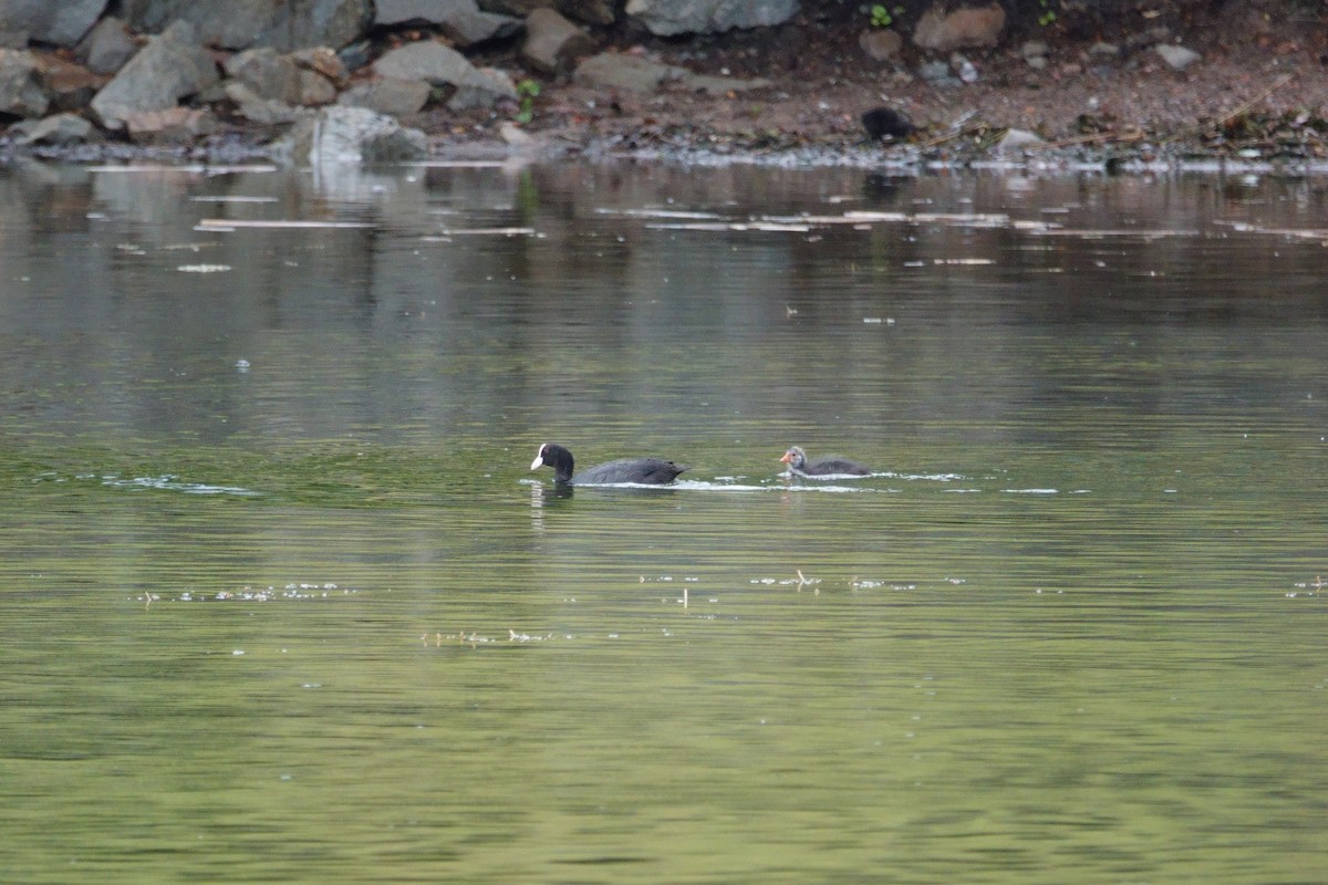 Eurasian Coot - ML623800043