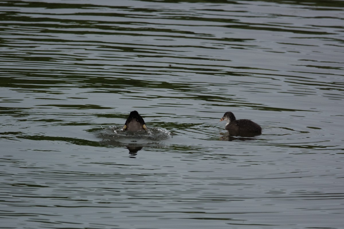 Eurasian Coot - ML623800044