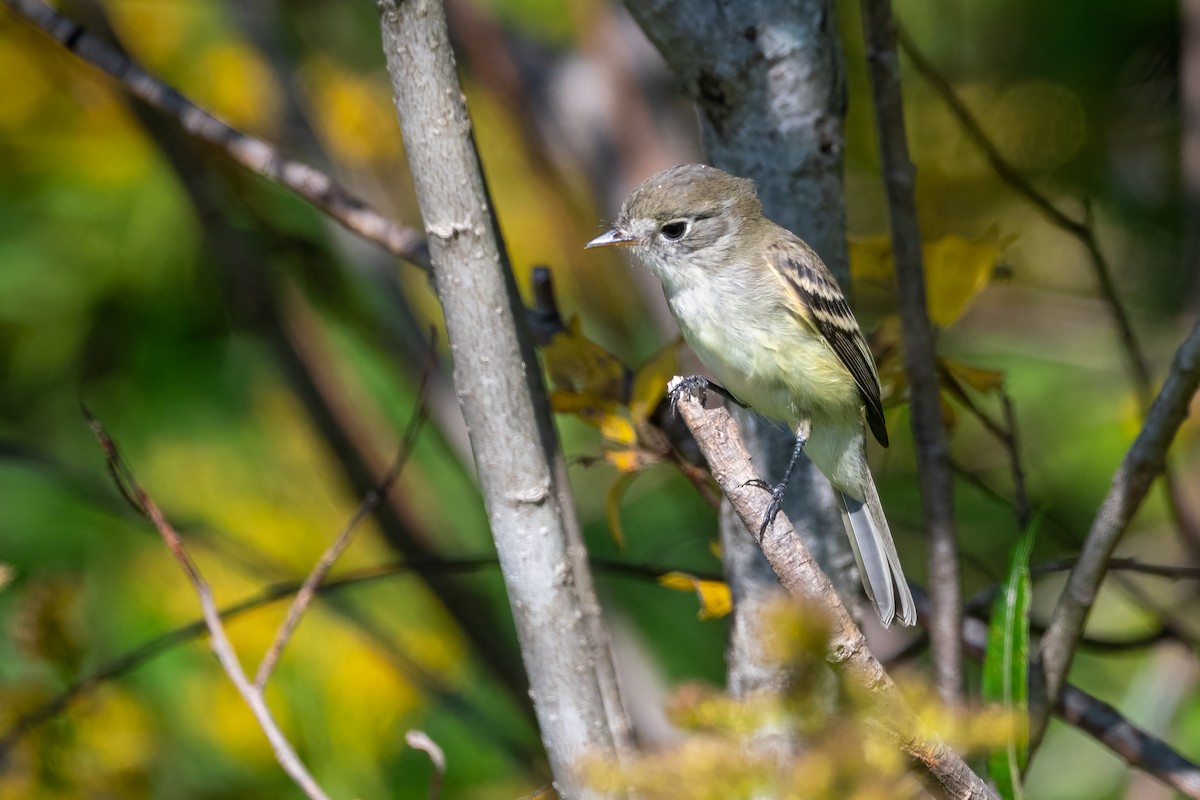 Least Flycatcher - ML623800063