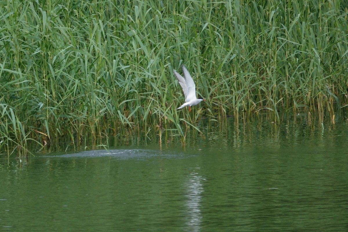 Крячок річковий - ML623800089