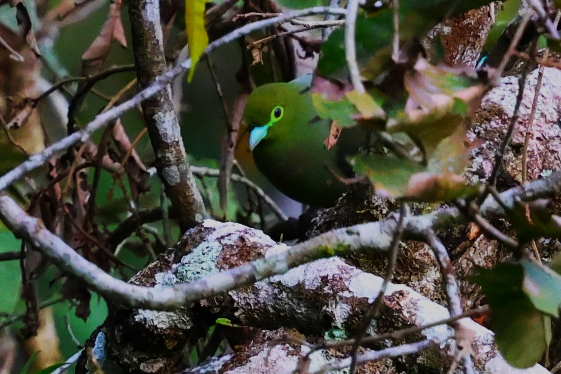 Sumatran Green-Pigeon - ML623800103