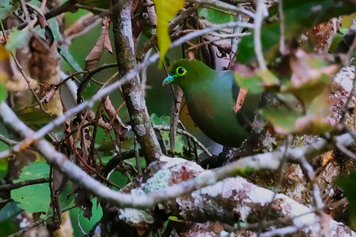 Sumatran Green-Pigeon - ML623800104