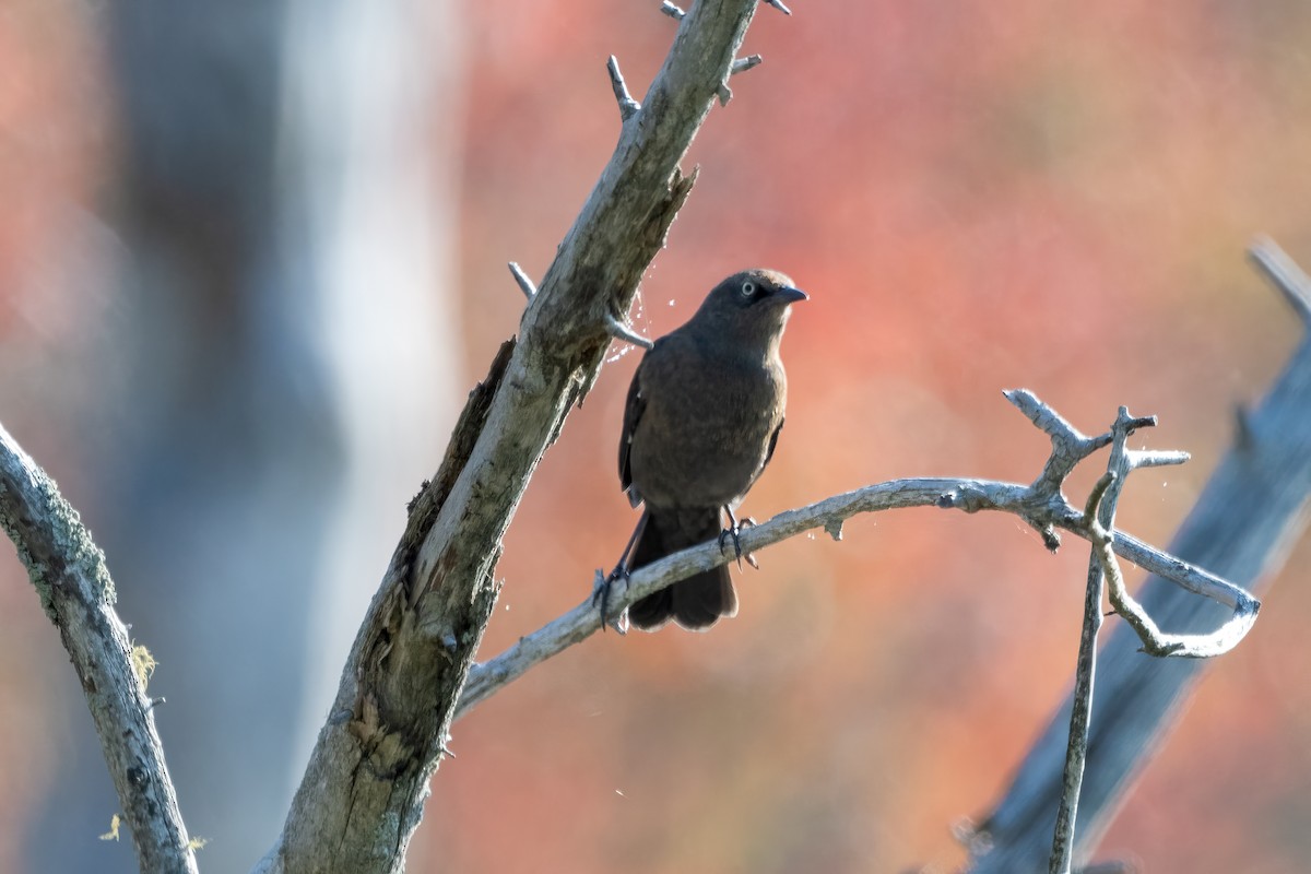 Rusty Blackbird - ML623800115