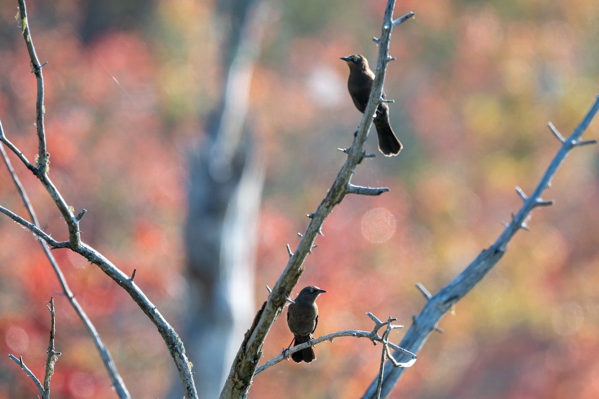 Rusty Blackbird - ML623800116