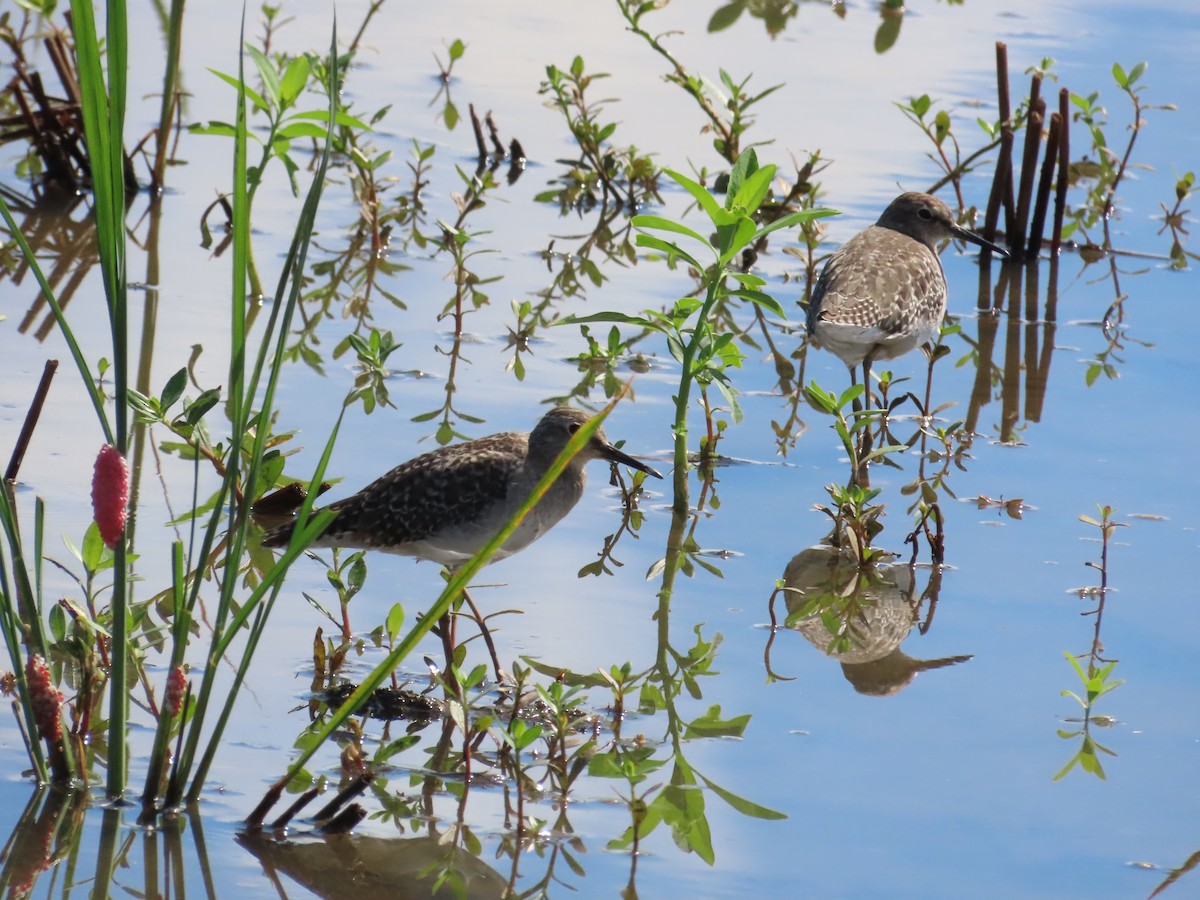 Bruchwasserläufer - ML623800123