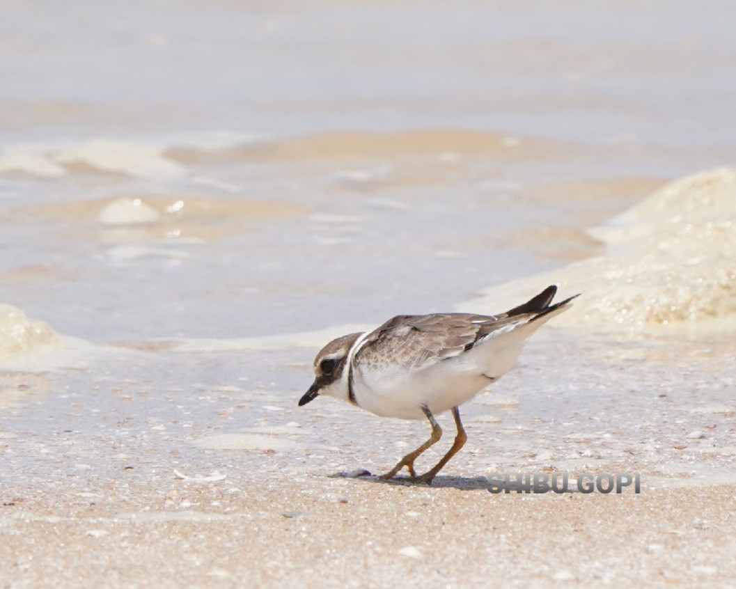 Хүзүүвчит хиазат - ML623800124