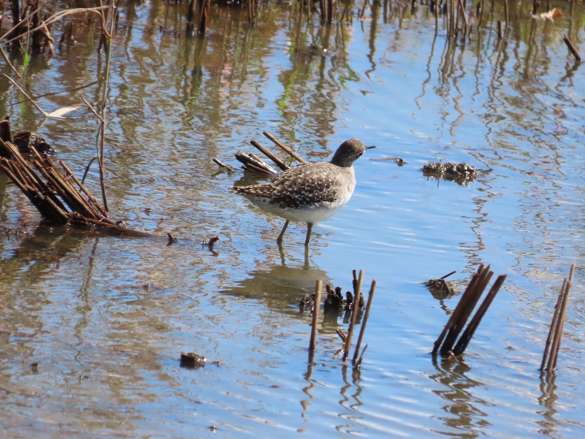 Bruchwasserläufer - ML623800125