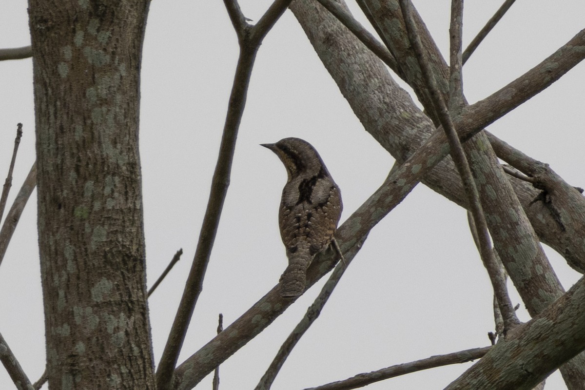 Eurasian Wryneck - ML623800148