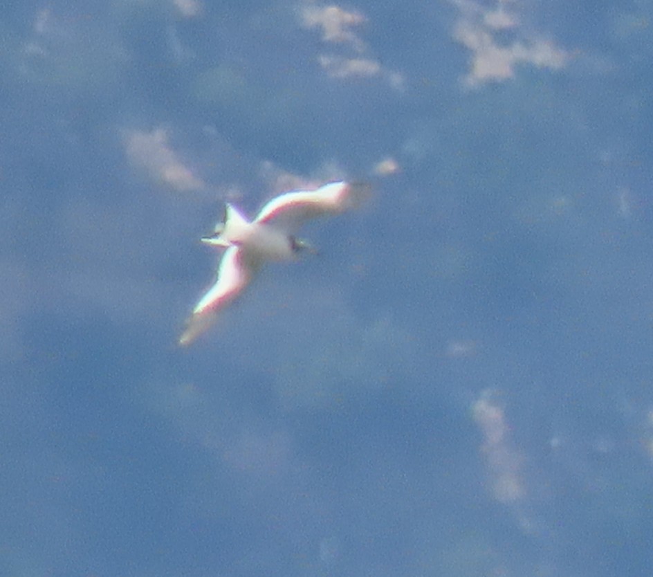 Sabine's Gull - ML623800177