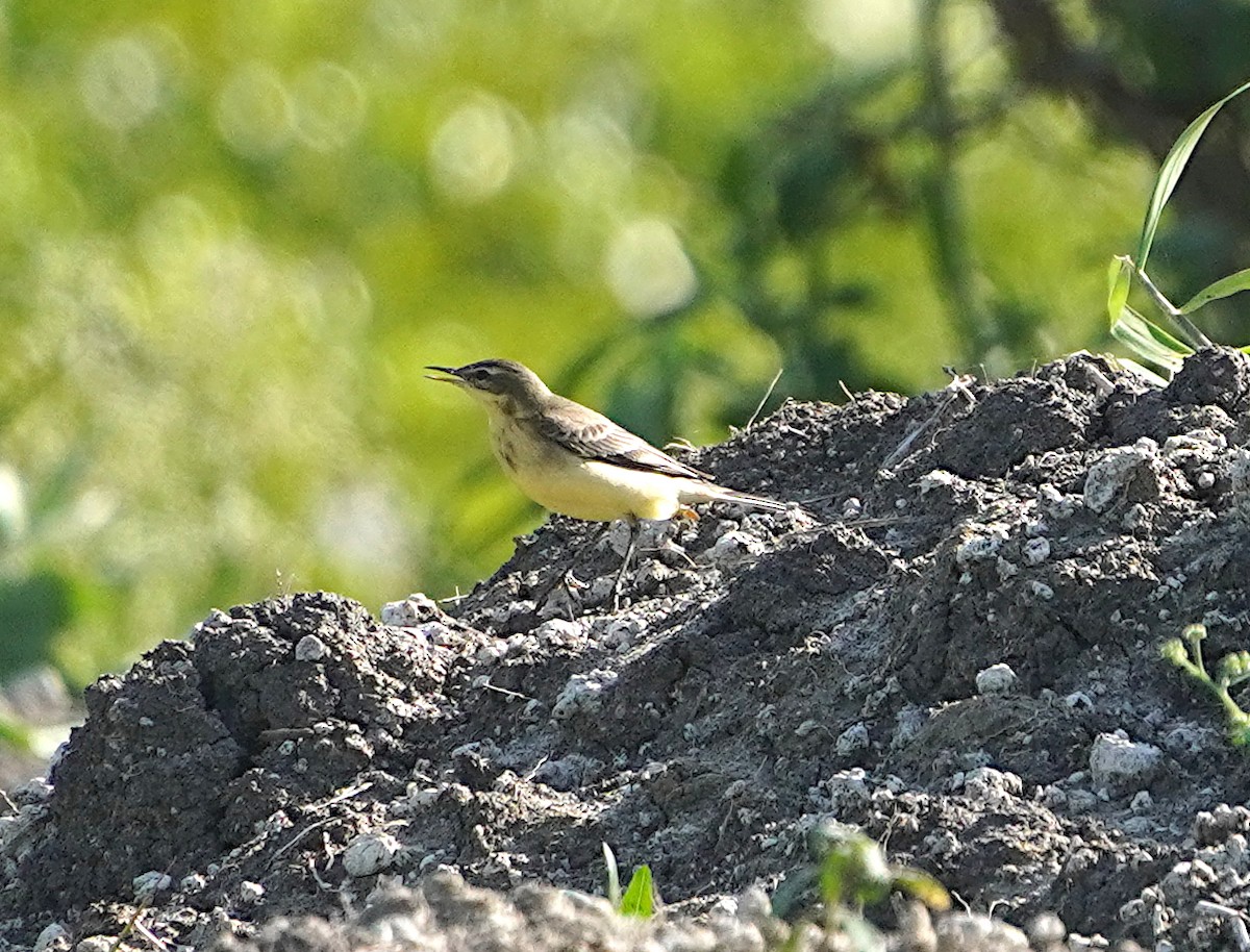 Western Yellow Wagtail - Ayaan S