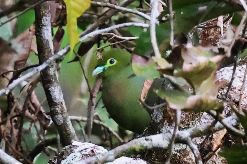 Sumatran Green-Pigeon - ML623800210