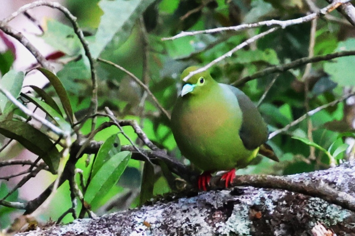 Sumatran Green-Pigeon - ML623800211