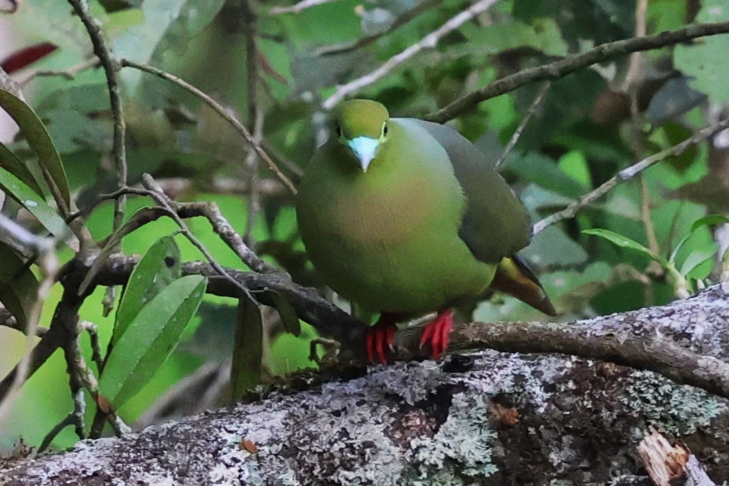 Sumatran Green-Pigeon - ML623800212