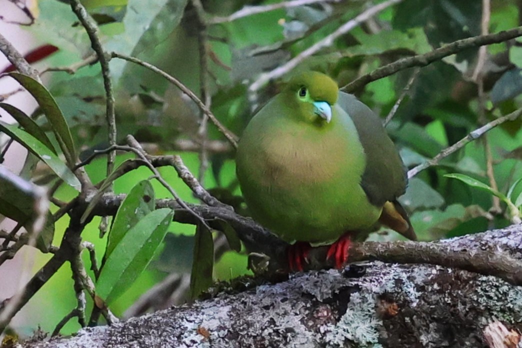 Sumatran Green-Pigeon - ML623800213