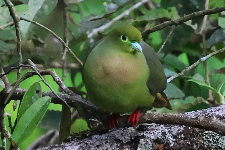 Sumatran Green-Pigeon - ML623800214