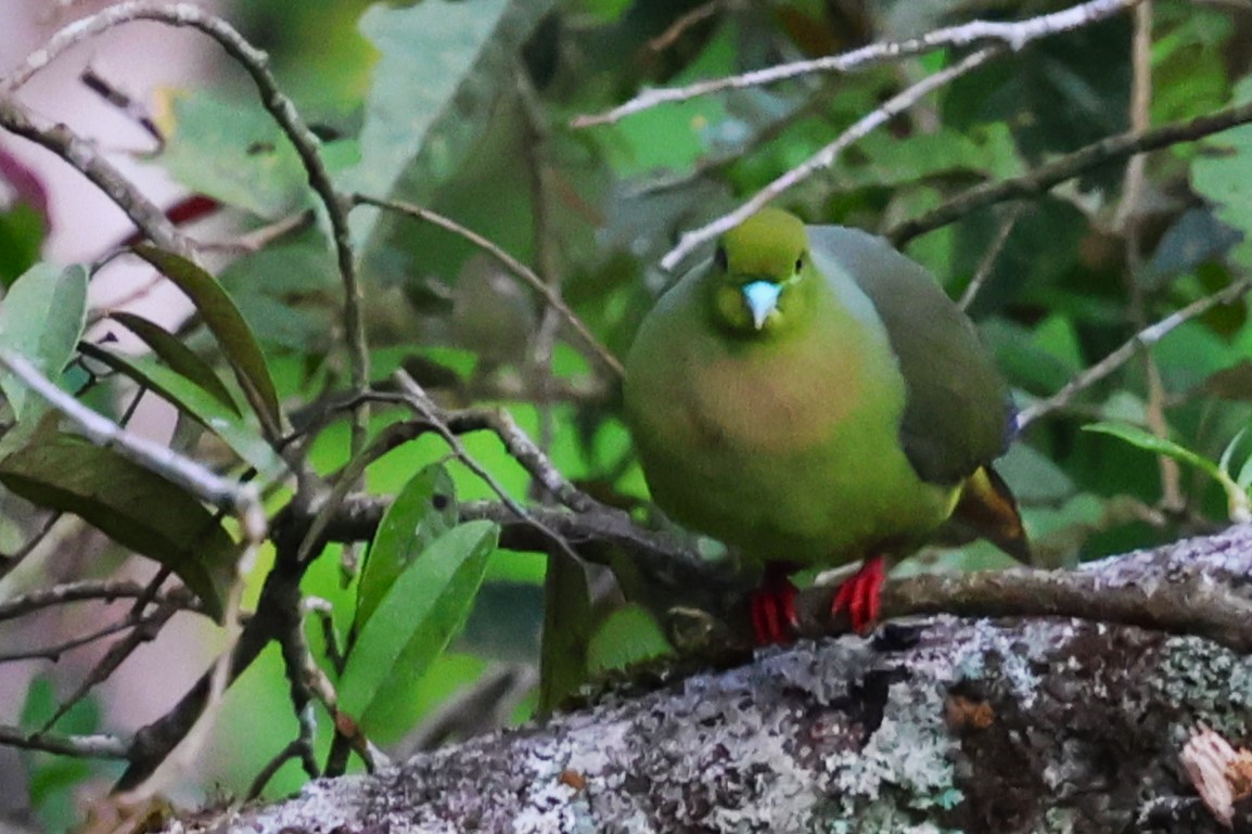 Sumatran Green-Pigeon - ML623800215