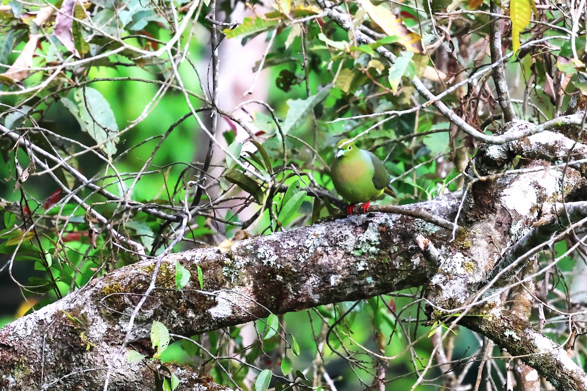 Sumatran Green-Pigeon - ML623800216